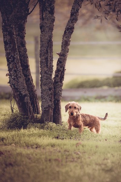 LA PENSION CANINE DE JULIE