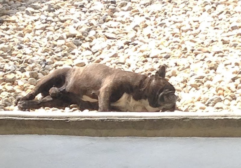 LA PENSION CANINE DE JULIE - photo 2