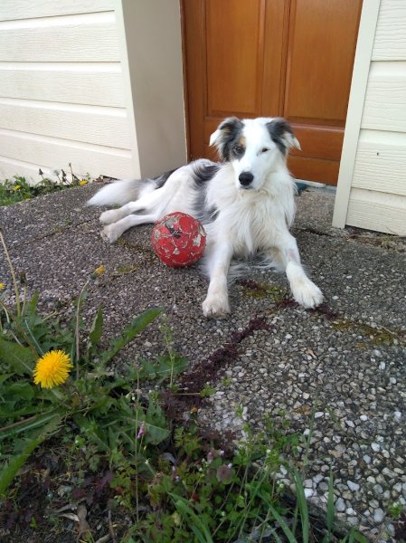 Amicale de Dressage de Chiens de Pamproux
