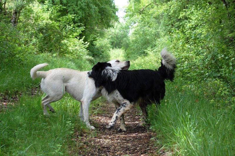 Lien Animal - Durand Gilliane, conseiller en comportement canin et félin, Dordogne - photo 1