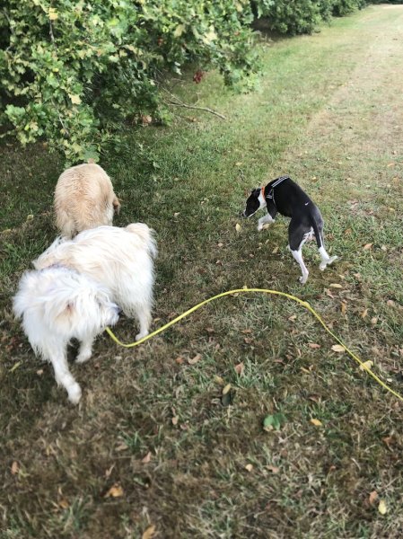 Point de Vue Canin - photo 2