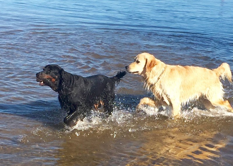 DOGGY LOV'S - photo 3