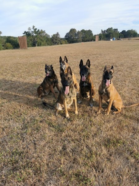 Animol Educ & Sport Canin - photo 3