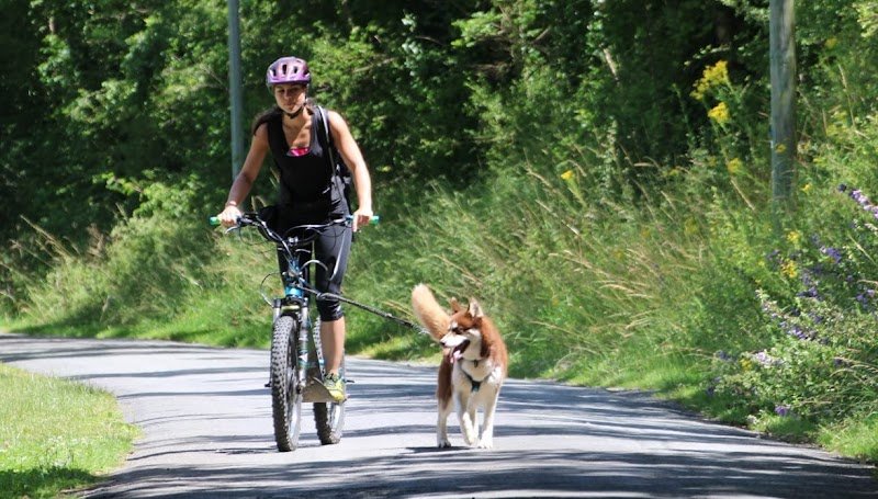 O.B.Canine - photo 2