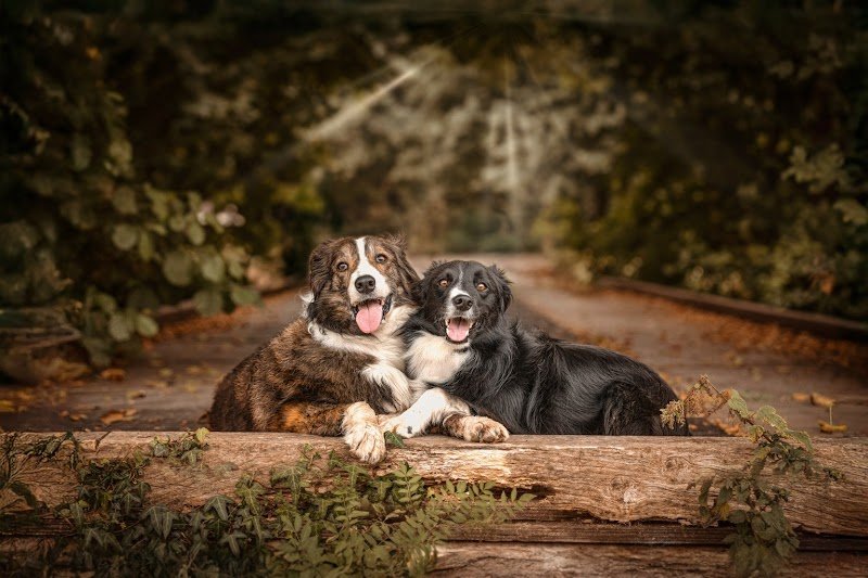 O.B.Canine - photo 3