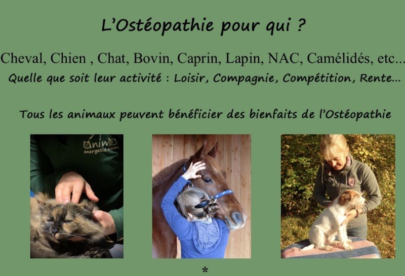 Animoenergetic Ostéopathe Animalier Charente Dordogne Shiatsu - photo 2