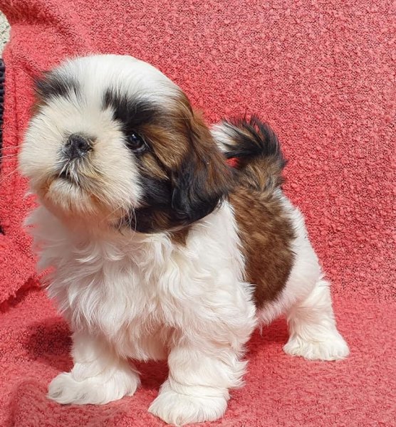 Elevage canin du Domaine des Plaines d'Argent - photo 2