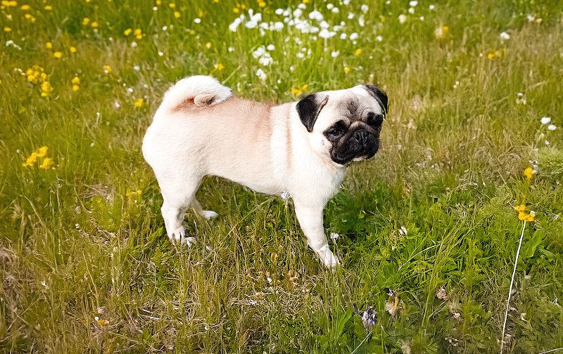 Elevage canin du Domaine des Plaines d'Argent - photo 3