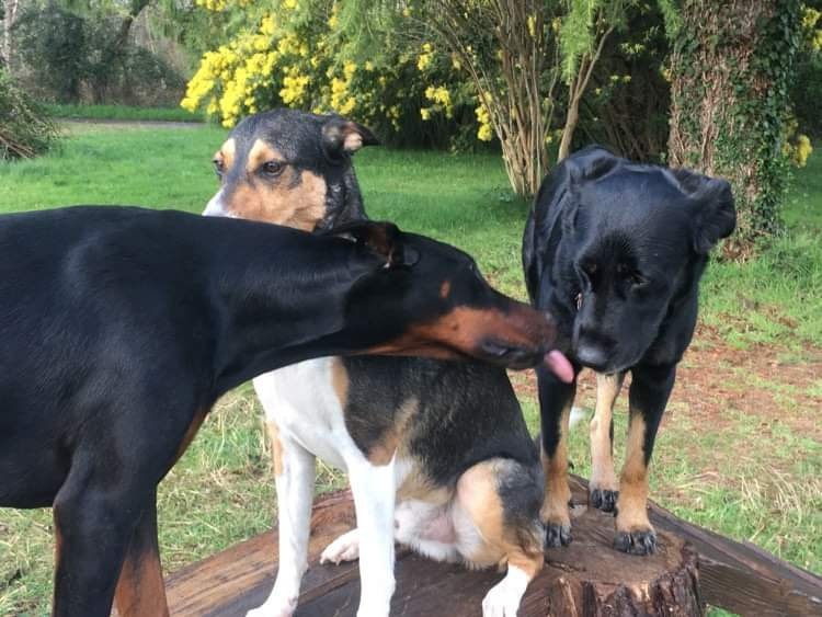 Educ'ilibre - Éducateur canin et comportementaliste - photo 2