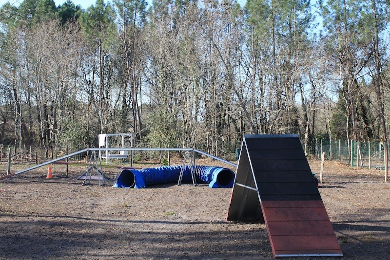 Doggyfeli - Education, sports canins et pension canine - photo 2