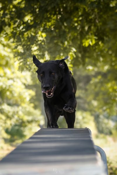 Doggyfeli - Education, sports canins et pension canine - photo 3