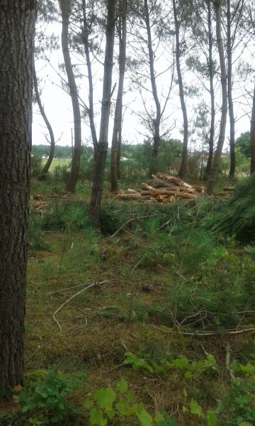 Dog's training club canin 17 - photo 1