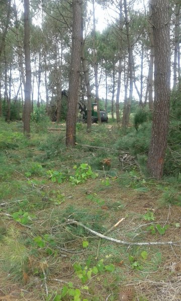 Dog's training club canin 17 - photo 2