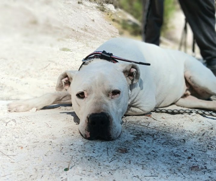 MD Dog's éducation - photo 2