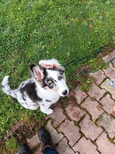 MD Dog's éducation - photo 3