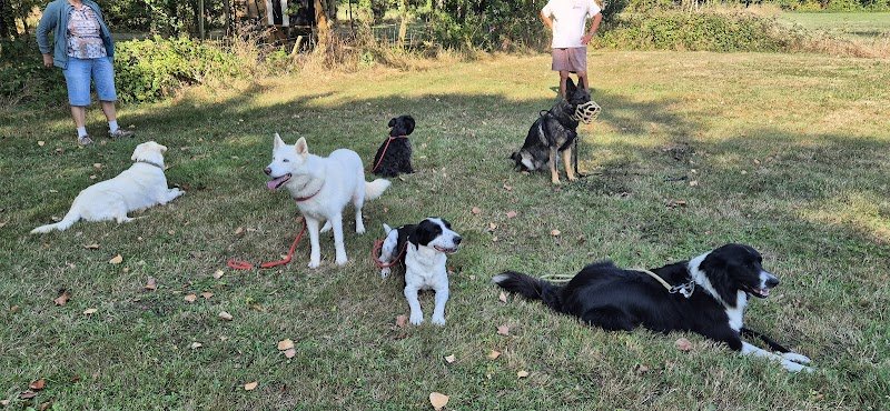 Club Canin Mélusin - photo 2