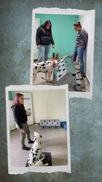 Centre d'éducation et comportement canin / Formation proLe Domaine Des Animaux