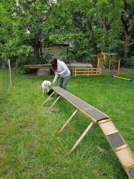 Centre d'éducation et comportement canin / Formation proLe Domaine Des Animaux - photo 2
