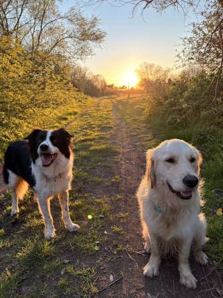 Django and Dog's - photo 2