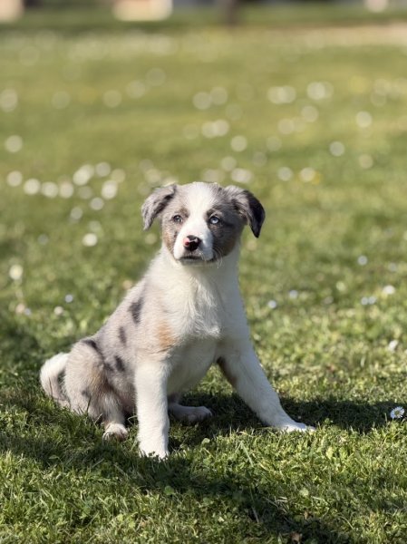 Django and Dog's - photo 3