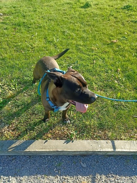 Serenity's Dog and Cat Éducation comportementaliste communication animal soins énergétiques - photo 2