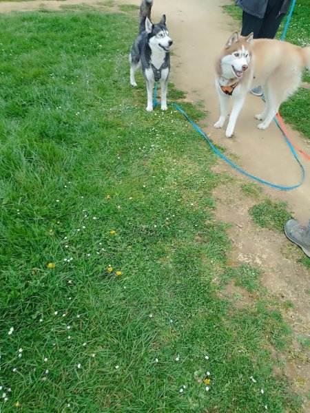 Serenity's Dog and Cat Éducation comportementaliste communication animal soins énergétiques - photo 3