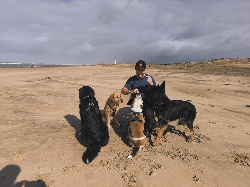 P&S DOG Education canine