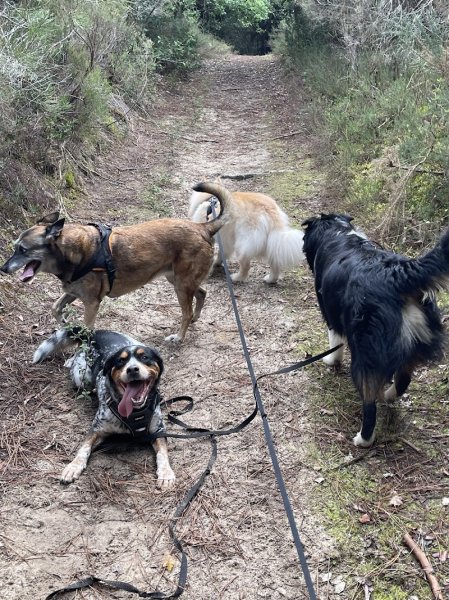 P&S DOG Education canine - photo 2