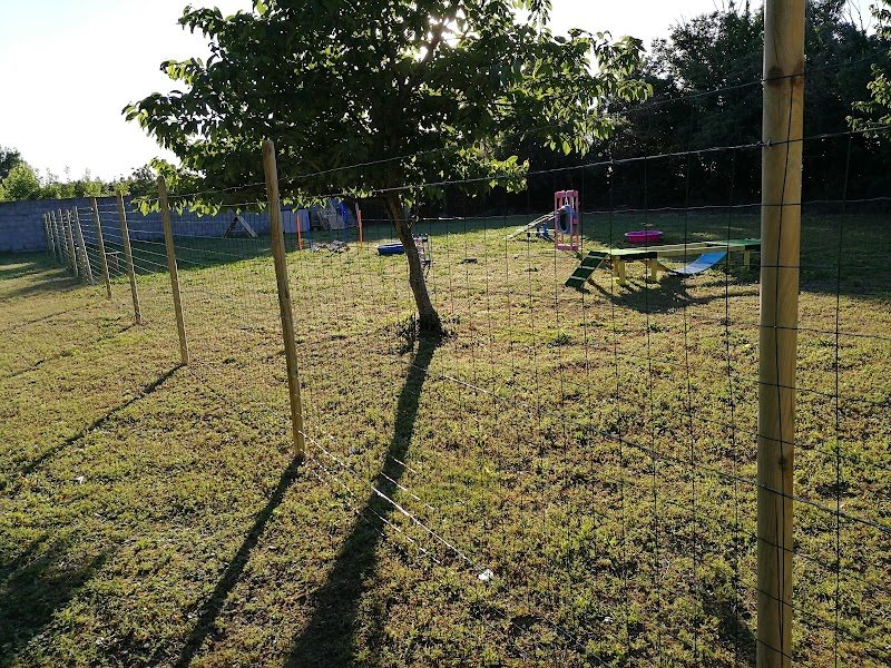 Education canine - photo 2