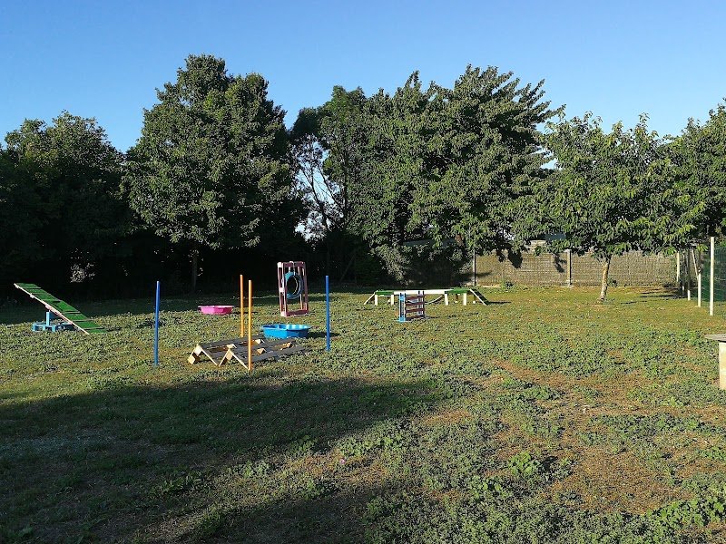 Education canine - photo 3