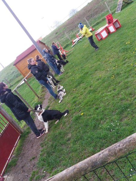 Club d'initiation et d'éducation canine de Cabariot - photo 2