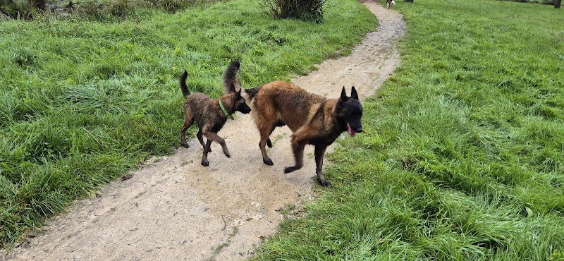 Club d'initiation et d'éducation canine de Cabariot - photo 3