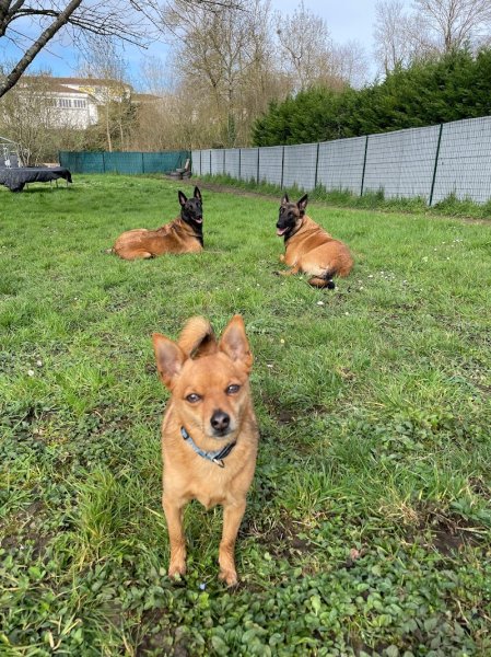 Livia - Guid’Animale : Consultante en Comportement Canin & Félin