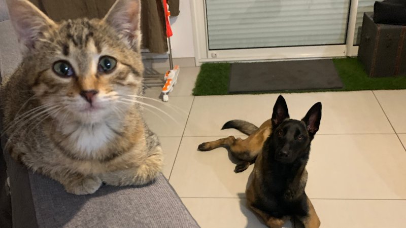 Livia - Guid’Animale : Consultante en Comportement Canin & Félin - photo 2