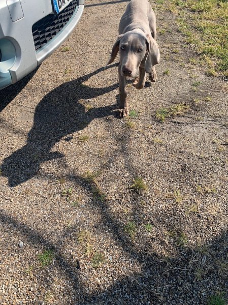 Livia - Guid’Animale : Consultante en Comportement Canin & Félin - photo 3