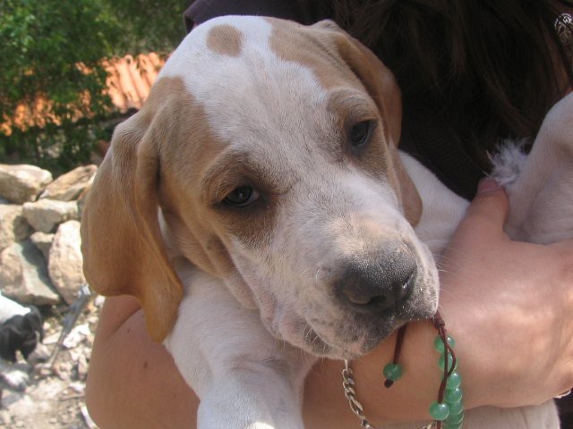 Caniconfort Educateur Comportementaliste Canin