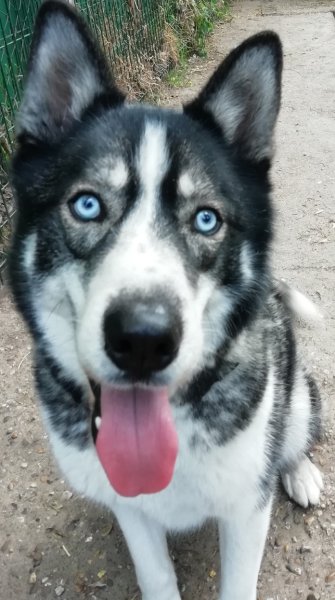 Caniconfort Educateur Comportementaliste Canin - photo 2