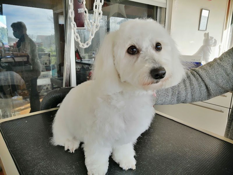 🐾 CANINOU Toilettage 🐾 - photo 2