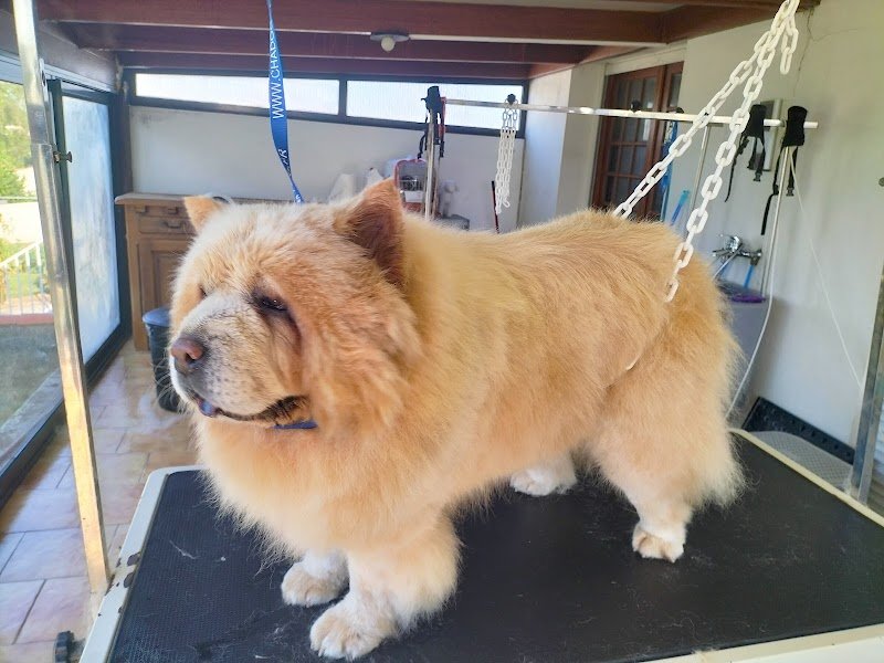 🐾 CANINOU Toilettage 🐾 - photo 3