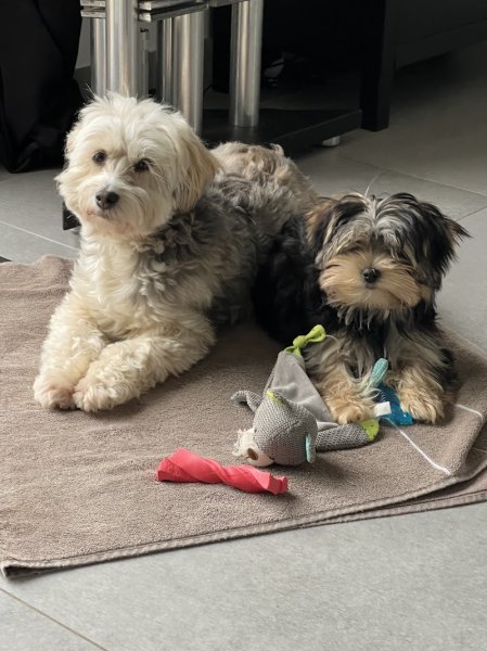 Domitille Henry éducateur canin/pension canine La Rochelle - photo 2