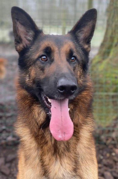 Patrick éducateur canin - photo 2