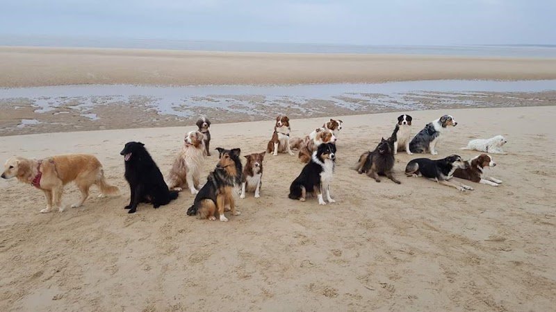 Hobby club canin de Surgères