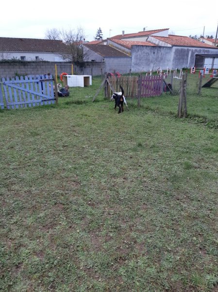 Hobby club canin de Surgères - photo 2
