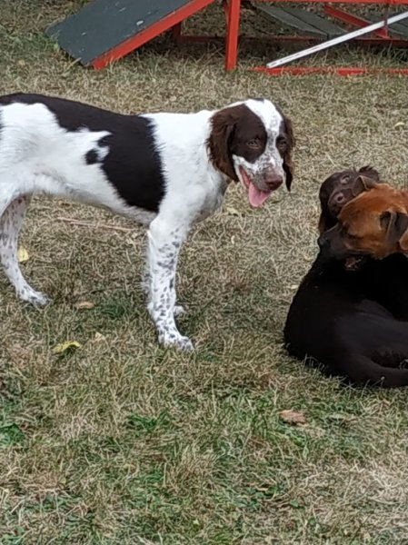 Hobby club canin de Surgères - photo 3