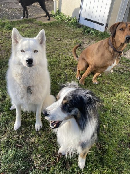 pension canine familiale saint jean d'angely