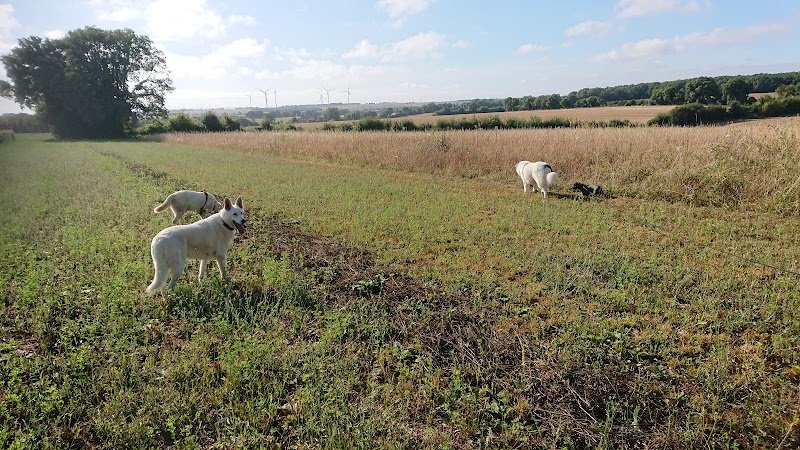 pension canine familiale saint jean d'angely - photo 2