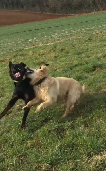 pension canine familiale saint jean d'angely - photo 3