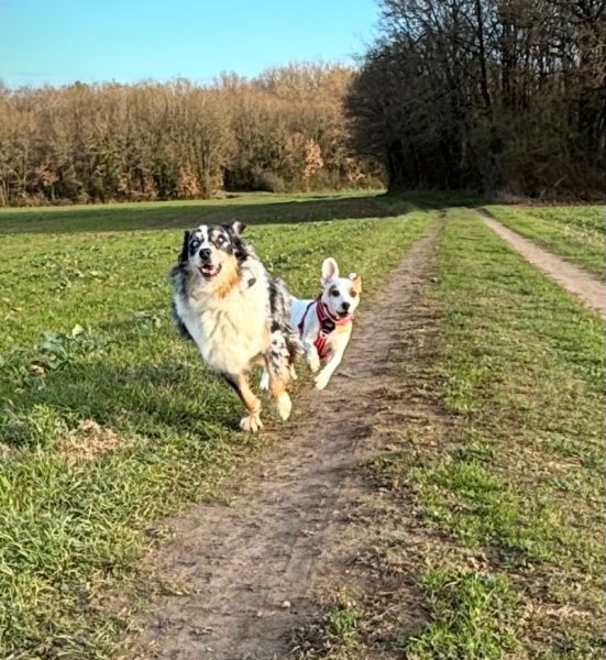 Clé en pattes éducateur comportementaliste canin - photo 2