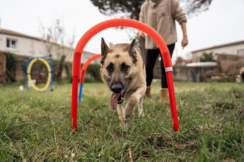 Dreamofdogs - photo 2