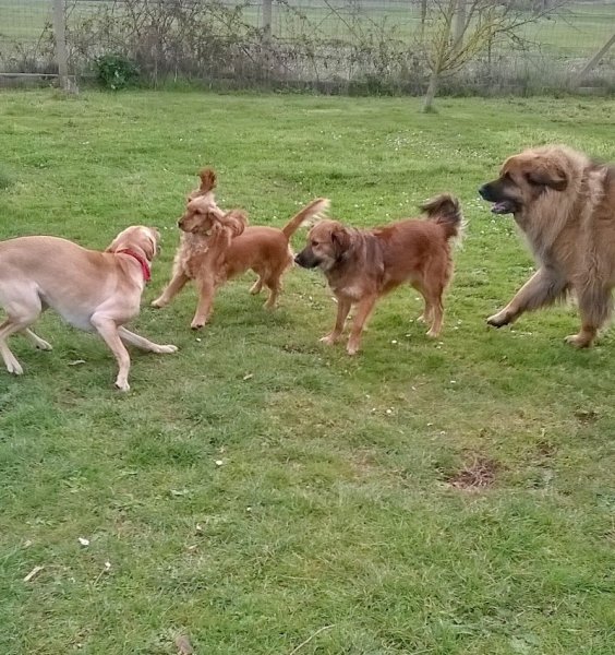 PENSION CANINE FELINE CHARENTE MARITIME ANIMOCEAN